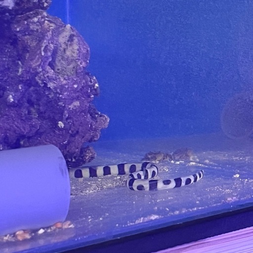 シマウミヘビ バンデッドスネークイール レア 貴重 ウナギ 海水魚 水槽飼育