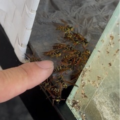 🐝🐝🐝蜂駆除🐝🐝🐝🐝北関東全域🐝🐝🐝🐝🐝🐝🐝🐝