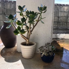 多肉植物　朧月　か観葉植物　ガーデニングの画像