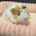 ランキングキーワードに紐づく投稿画像-ハムスター