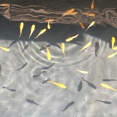 他サイトで沢山予約入ったので一旦終了　卑弥呼メダカ　稚魚　【10匹】の画像
