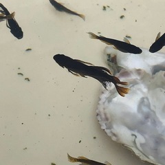 五式漆黒鰭長　稚魚、幼魚　10匹➕おまけの画像