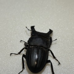 スジブトヒラタクワガタペア（産卵済）の画像