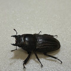 スジブトヒラタクワガタペア（産卵済）の画像
