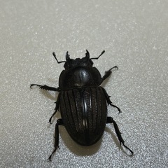 スジブトヒラタクワガタペア（産卵済）の画像