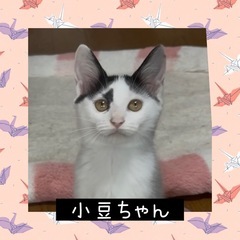 譲渡会参加❤️女の子もうすぐ3ヶ月