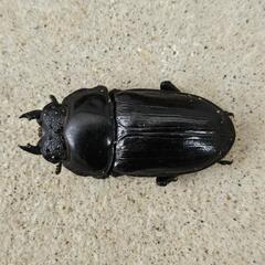 能勢ＹＧ血統オオクワガタ　メス４８㎜の画像