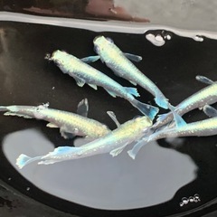 メダカ  エメキン3ペア
の画像