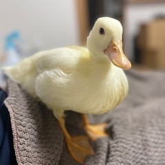 コールダック生後4ヶ月