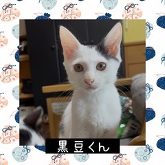 譲渡会参加❤️可愛い男の子です