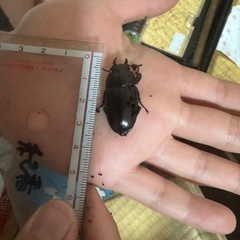 クワガタ3センチくらい2匹で5円の画像