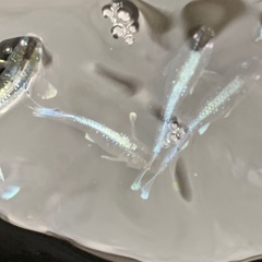 メダカ  ブラックマリアージュ3ペアの画像