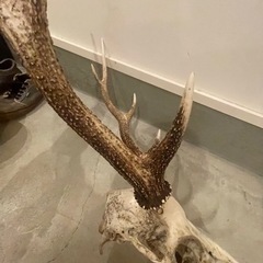 鹿の角の画像