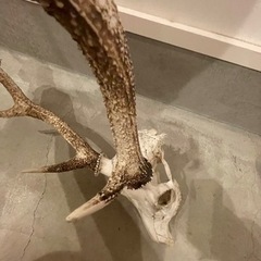 鹿の角の画像