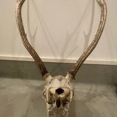 鹿の角の画像