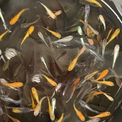 メダカMIX50匹の画像