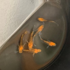メダカ  紅薊3ペアの画像