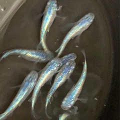 メダカ ネプチューン5ペアの画像