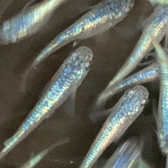 メダカ ネプチューン5ペアの画像