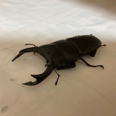 オオクワガタ‼️　ペア‼️お子様にいかがですか✨の画像