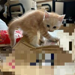 代理で里親さん募集します