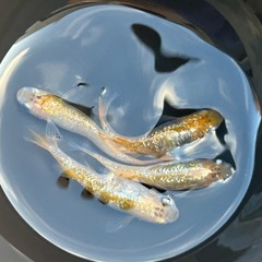 限定1セット‼️月弓🌕メダカ親魚4匹【MARUEメダカ】の画像