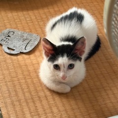 小福(こふく)ちゃんの、ずっとのお家探し