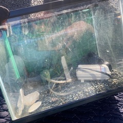 【受渡者決定済み】水槽セットの画像