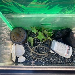【受渡者決定済み】水槽セットの画像