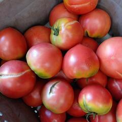 理由あり完熟トマト🍅　4kgの画像