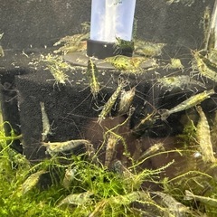 🐠ヌマエビ 全長±2〜3.5㎝ 10匹150円 追加1匹15円 在庫200匹以上 No.05の画像