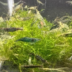 🐠ヌマエビ 全長±2〜3.5㎝ 10匹150円 追加1匹15円 在庫200匹以上 No.05の画像