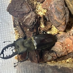 旭川発 天然 ミヤマクワガタ♂ 単体の画像