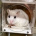 ランキングキーワードに紐づく投稿画像-ハムスター