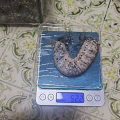 DHヘラクレスオオカブト3令幼虫1匹の画像