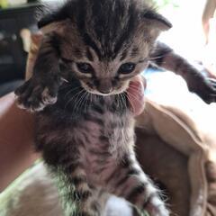 キジトラ