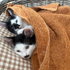 岐阜市　6月生まれの子猫　かわいい白黒猫