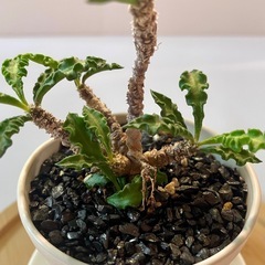 ユーフォルビア・デカリー【2.5号／鉢・鉢皿付き】の画像