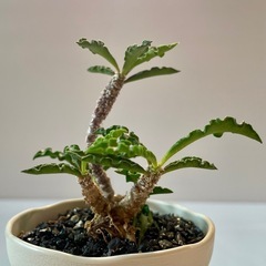 ユーフォルビア・デカリー【2.5号／鉢・鉢皿付き】の画像