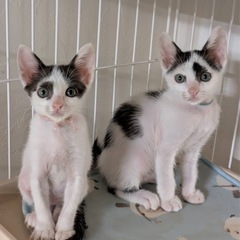 白黒子猫2匹の里親募集