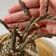 ユーフォルビア・プラティクラダ【2.5号／鉢・鉢皿付き】の画像