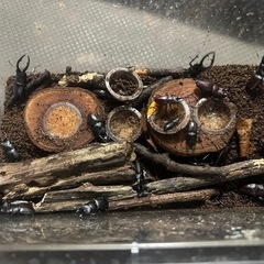 ノコギリクワガタ コクワガタ  カブトムシ 大量の画像