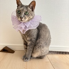 岐阜市　きれいな色のねみちゃん