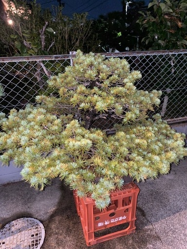 盆栽