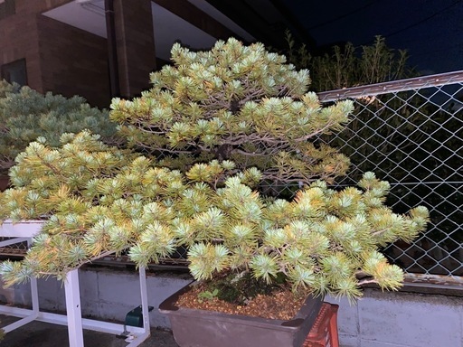 盆栽