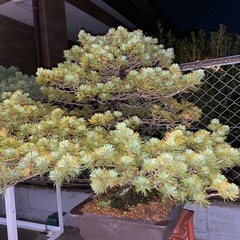 盆栽の画像