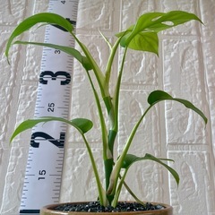 ヒメモンステラ【4号／鉢・鉢皿付き】の画像