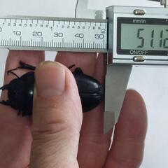 国産オオクワガタ能勢ＹG成虫♂2頭♀3頭⑫(ブリードまだ間に合います。昨年、この兄弟で10月の割り出しで、幼虫体重38gまでいきました。)の画像