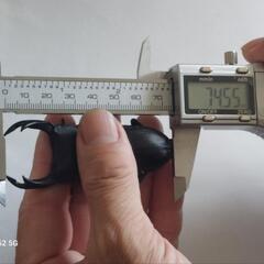 国産オオクワガタ能勢ＹG成虫♂2頭♀3頭⑫(ブリードまだ間に合います。昨年、この兄弟で10月の割り出しで、幼虫体重38gまでいきました。)の画像