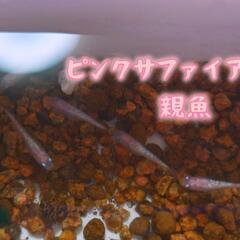 A ピンクサファイアめだか 若魚♂のみ 5匹の画像